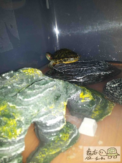 佢訓左我就唔攪佢 因為都係買左番黎幾日 怕生保