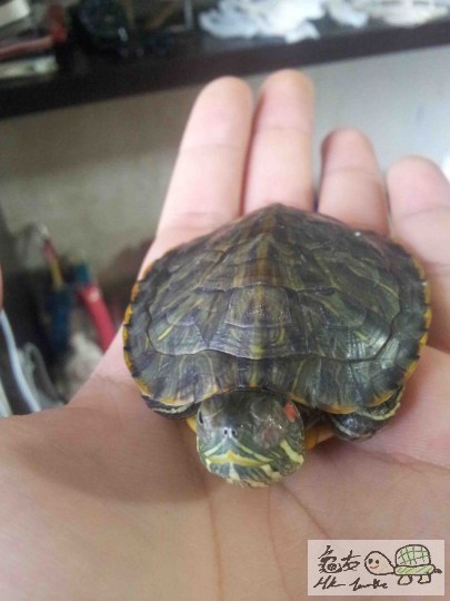 個時真係嚇死我 隻眼腫到 好彩用左一日藥就好番