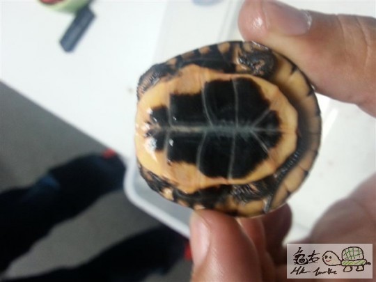 20140717_175231 (中型).jpg