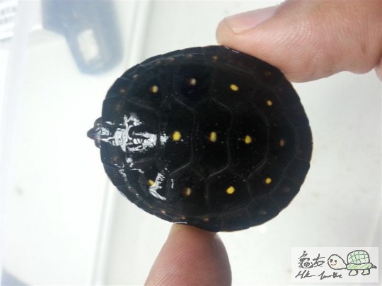 20140717_175246 (中型).jpg