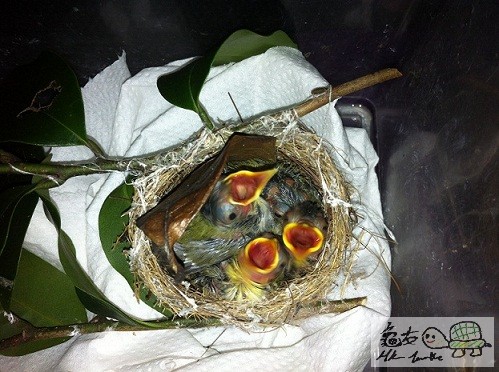 相思仔苗果時的Ｂ