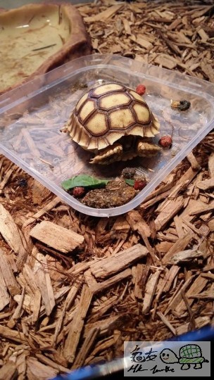 依張係佢食完野之後就咁..