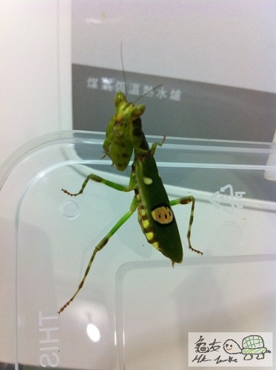 麗眼螳螂$250