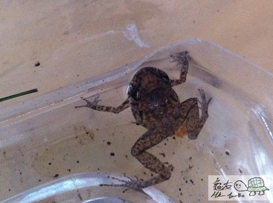 成體小沼澤蛙(一豪子咁大)一對$100