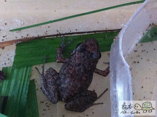 成體小沼澤蛙(一豪子咁大)一對$100