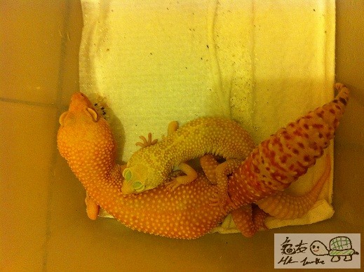 付兩條守宮Ｂ的父母照