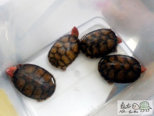 複製 -20141124_162651.jpg