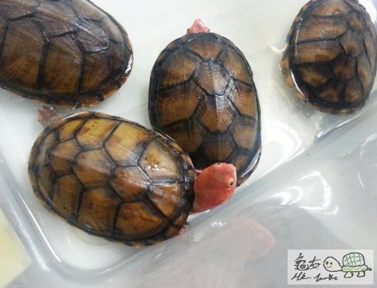 複製 -20141124_171507.jpg