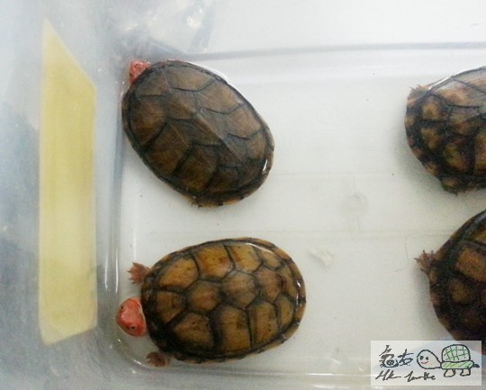 複製 -20141124_162613.jpg