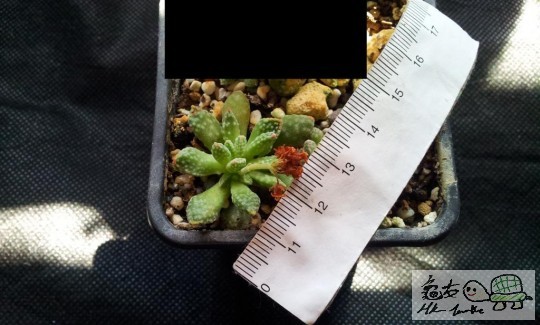 654 (11) (Large).jpg