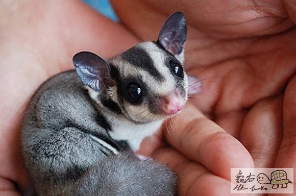 baby-sugar-glider-l.jpg