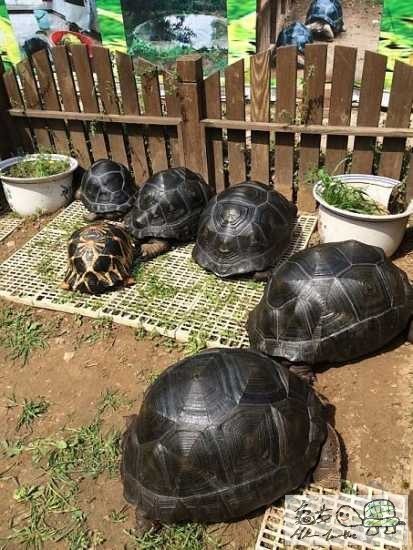 大陸玩龜都係比較成熟