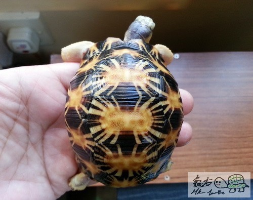 複製 (2) -20150329_154350.jpg