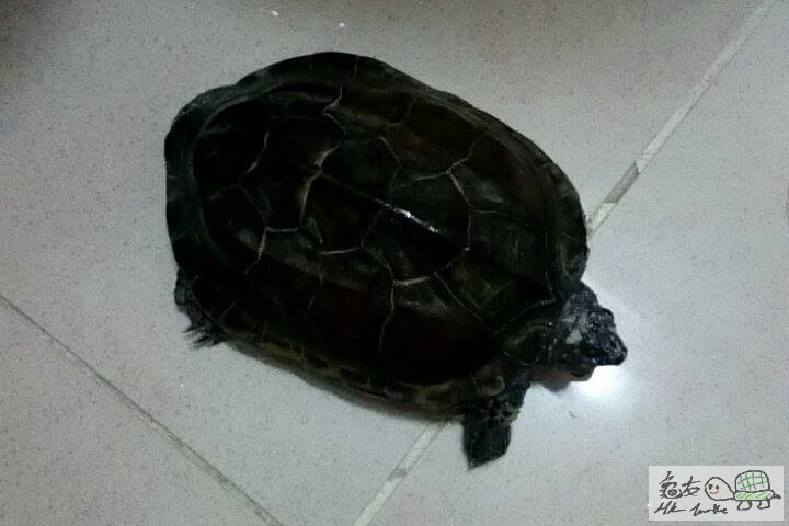 11212210_10152725849661290_120957205_n (1).jpg