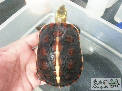 複製 -20140925_173116.jpg