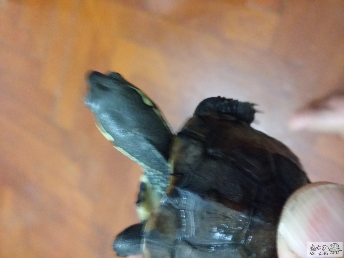 頭部肌肉開始發達