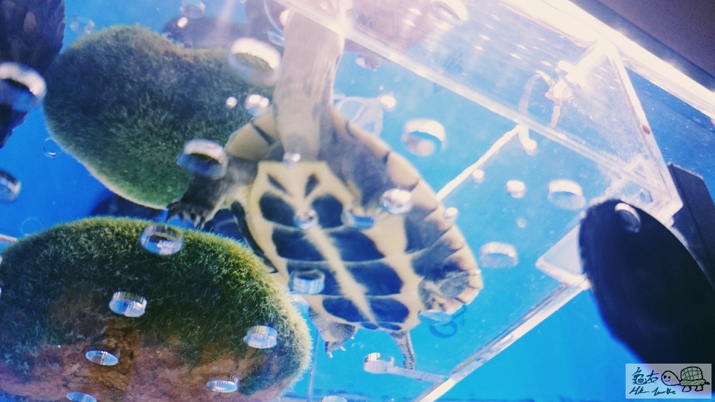 此龜系南定北石？