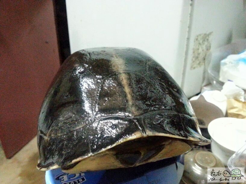 11701058_10206169606471957_1320338436548419738_n (1).jpg