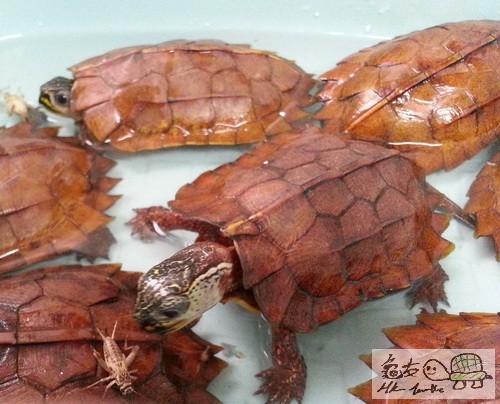 複製 -20150713_172147.jpg