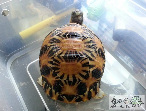 複製 -212500er0ed1arsf9zta31.jpg.thumb.jpg