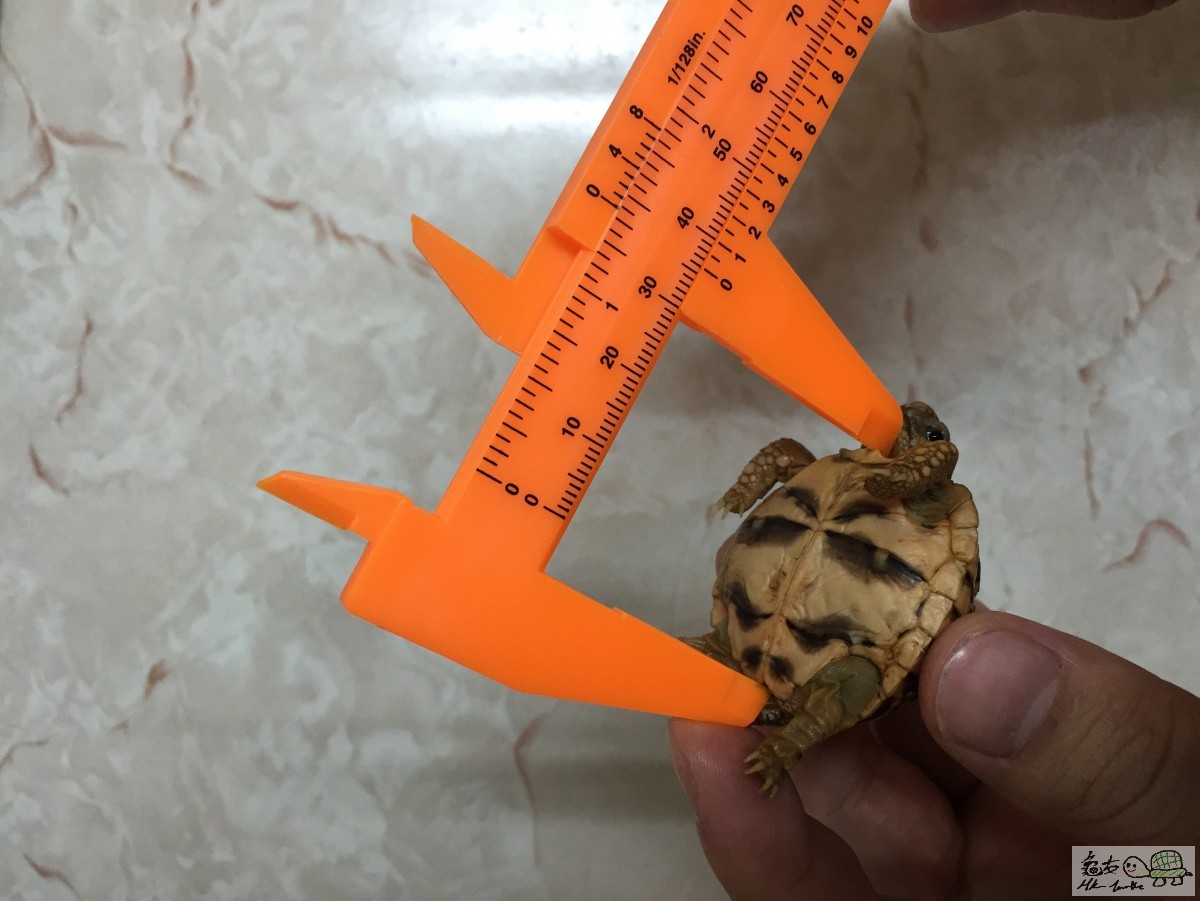 星B 3.6 CM, 19克重，出世2-3個月大。