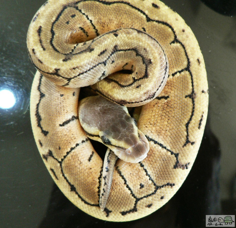 LEMON BLAST A 1.0.JPG