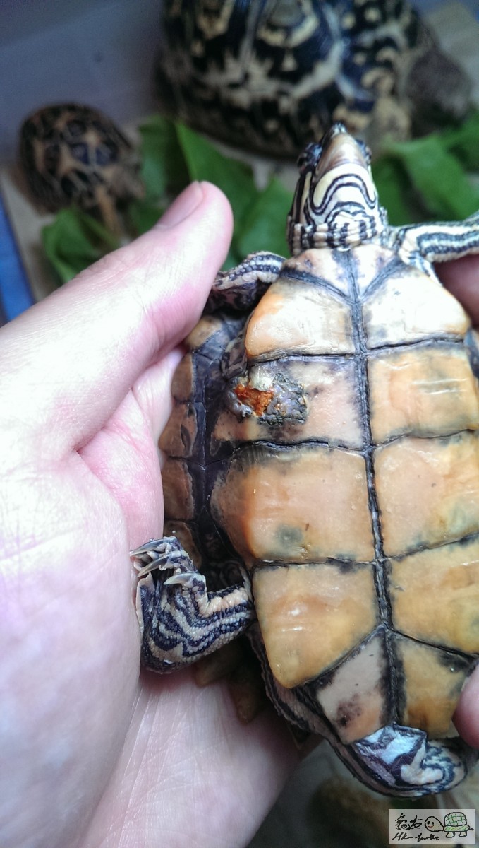 請問係唔係腐甲，可以點搞？