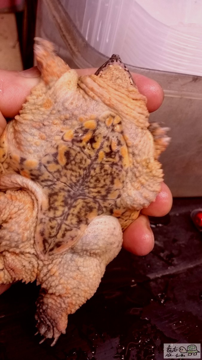 2015-08-28 00.48.42.jpg