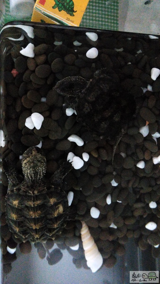 右上係送既雜佛