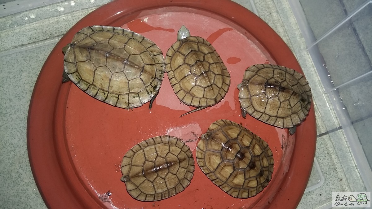 20151115_171223 - 複本 .jpg