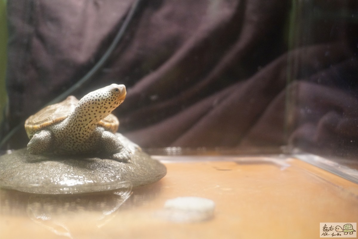 鑽紋龜 DSC09224.JPG