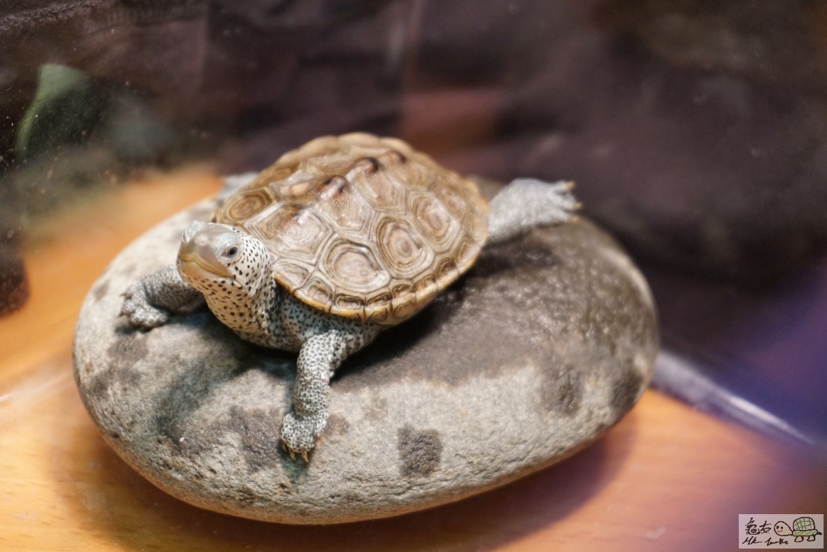 鑽紋龜 DSC09229.JPG