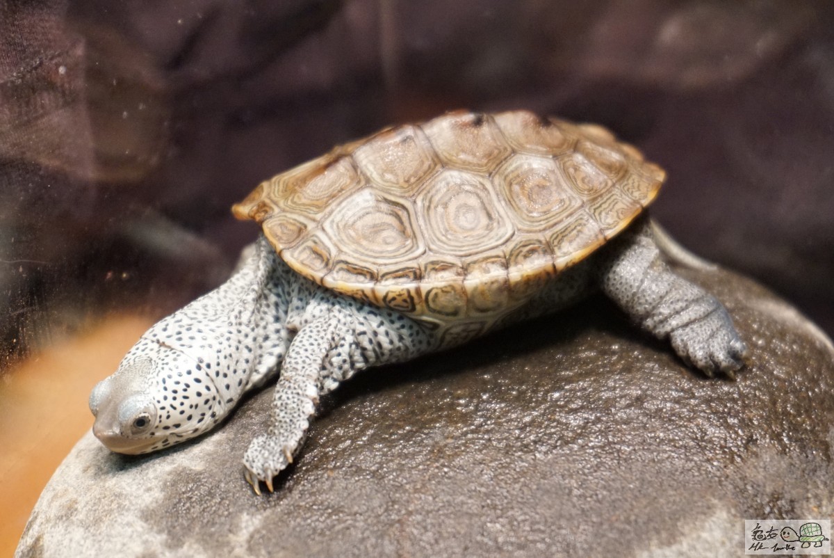 鑽紋龜 DSC09240.JPG