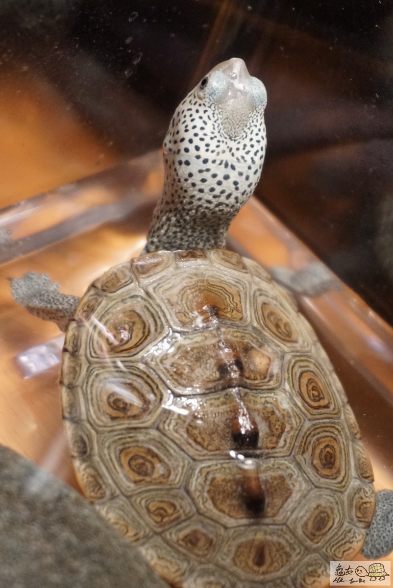 鑽紋龜 DSC09273.JPG