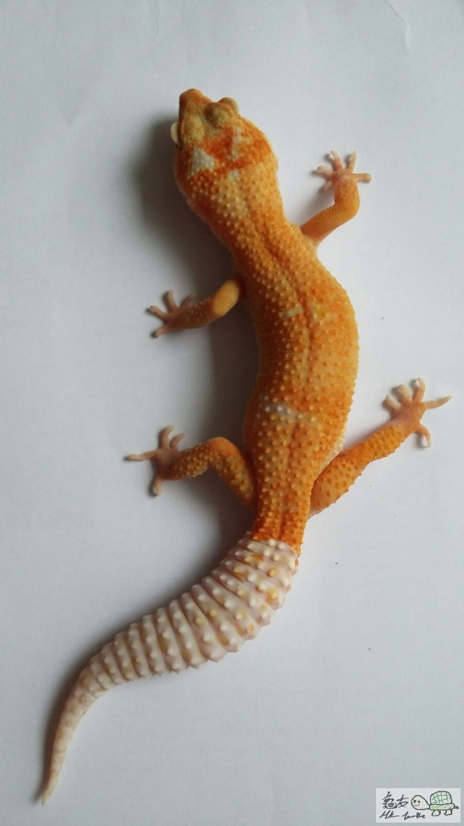 SUNGLOW ENIGMA female.jpg