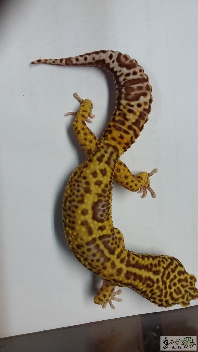 BELL ALBINO 100% HET RADAR公.jpg