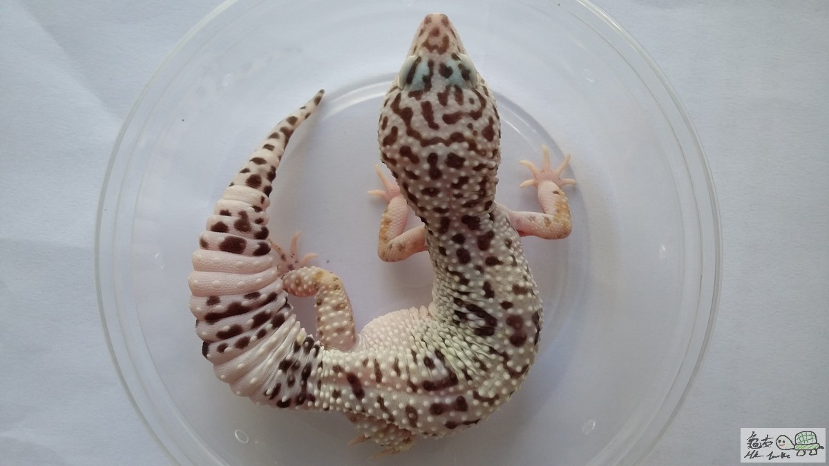 HYPO TUG SNOW female1.jpg