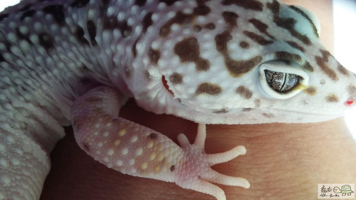 HYPO TUG SNOW female3.jpg