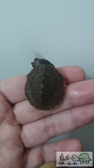 11095115_10153665000487987_3593791982259972275_n (1).jpg