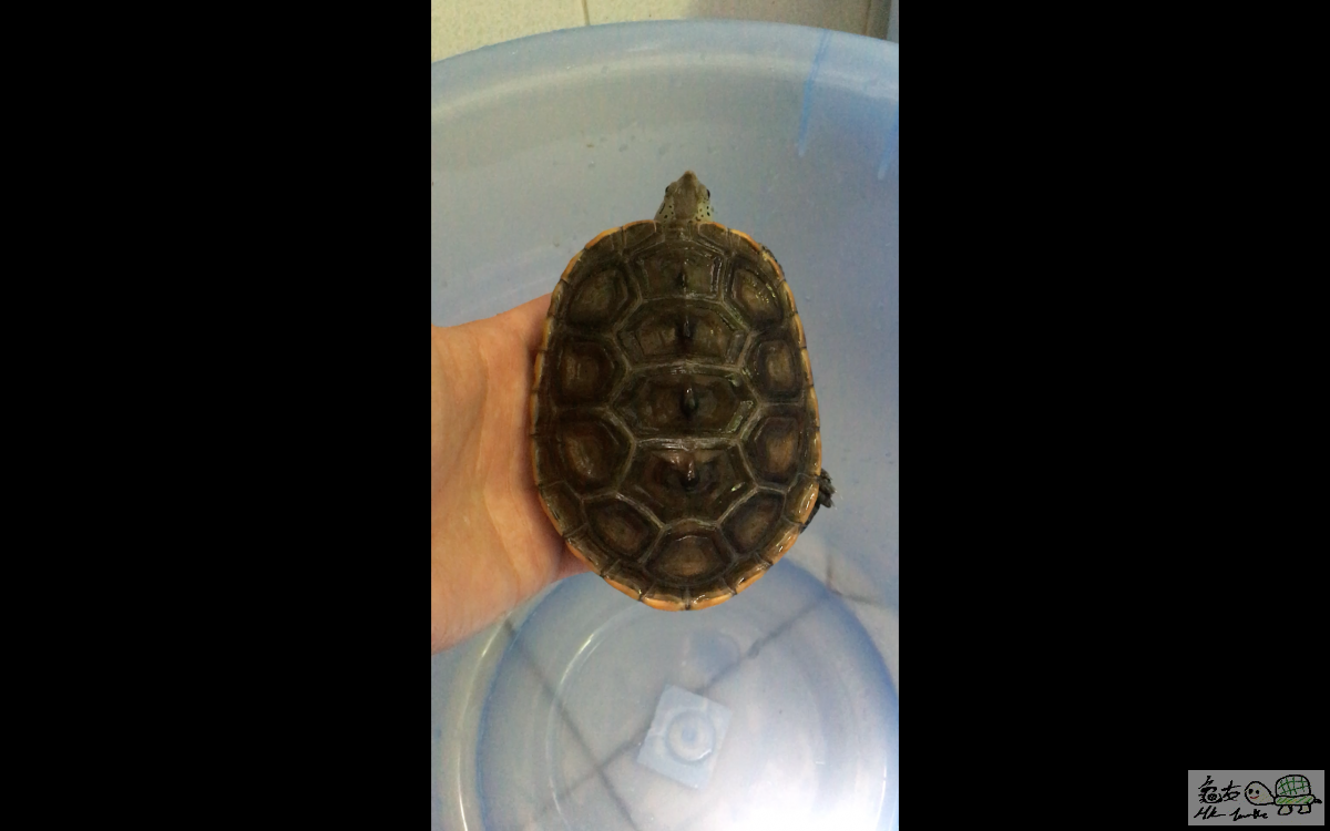 螢幕快照 2016-04-07 14.56.17.png