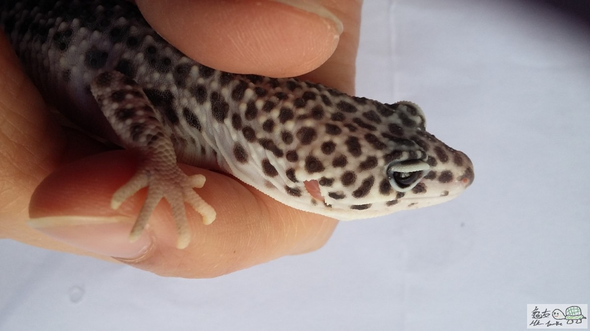 Mack Super Snow female2.jpg