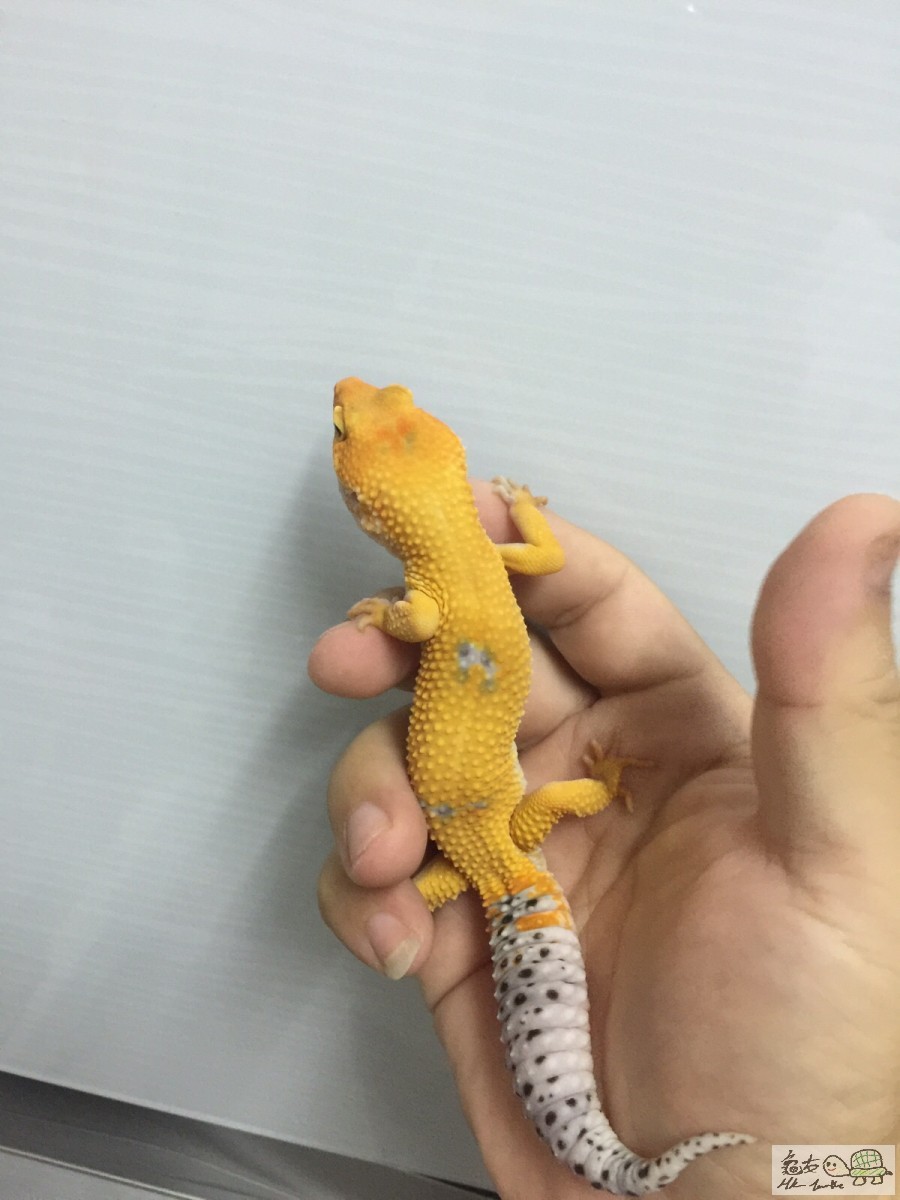 TANGERINE ENIGMA male.jpg