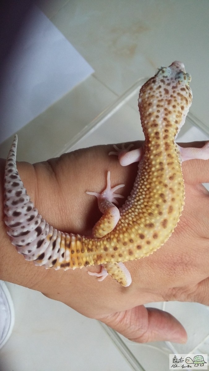 RED EYES ENIGMA母2.jpg