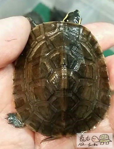 一年大安布苗 (1).jpg