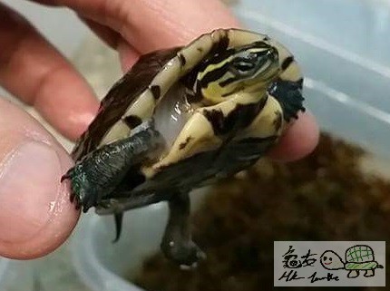 一年大安布苗 (2).jpg