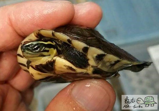 一年大安布苗 (3).jpg