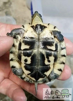 一年大安布苗 (4).jpg