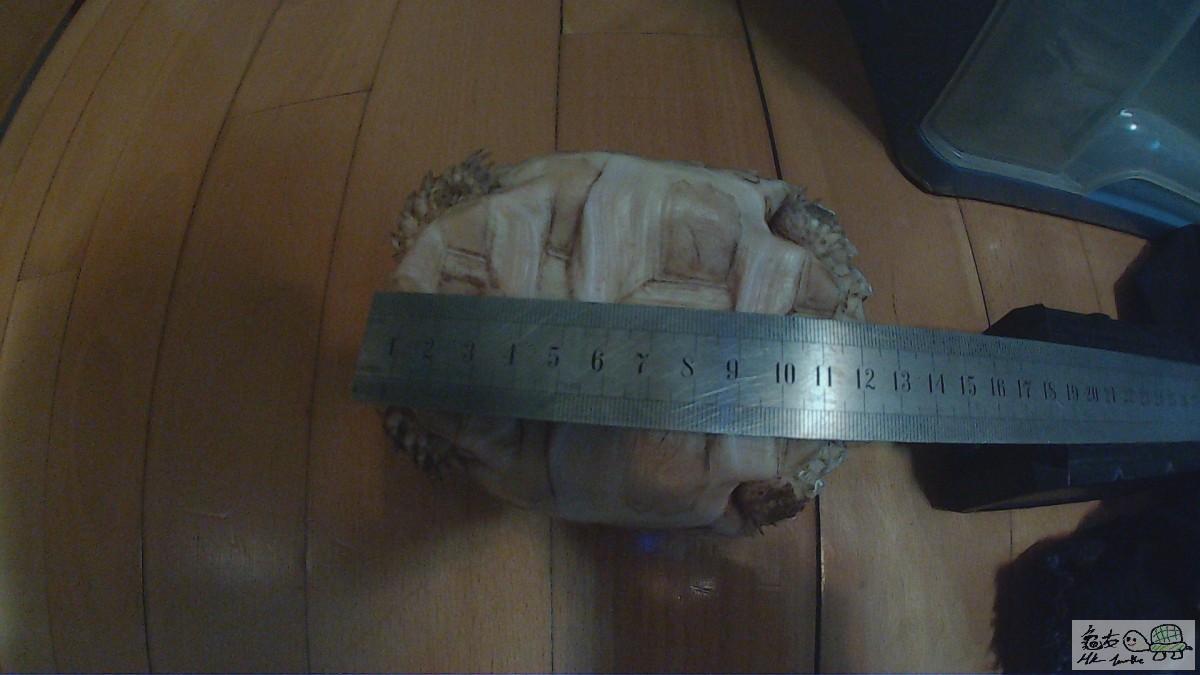    底   甲12cm   健   康   大      食