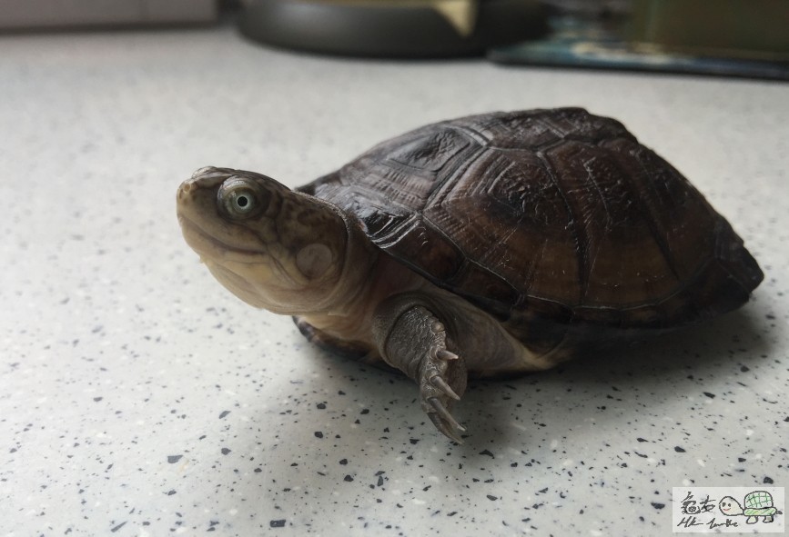 2016-05-27 側頸 002.JPG