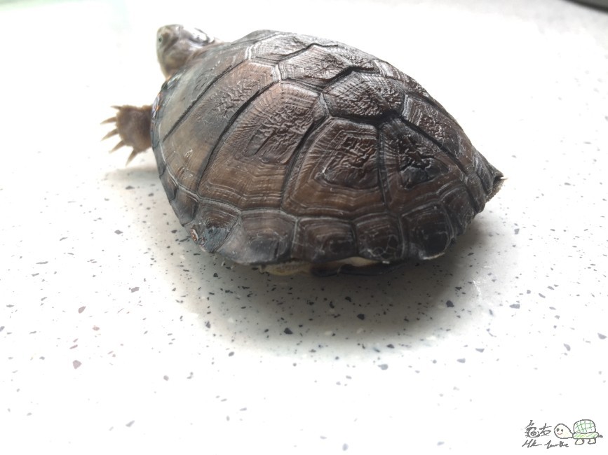 2016-05-27 側頸 003.JPG